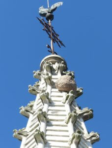 Photo du nid sur le clocher aux Achards