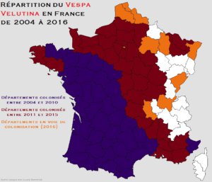 Carte de répartition du frelon aiatique en France en 2016